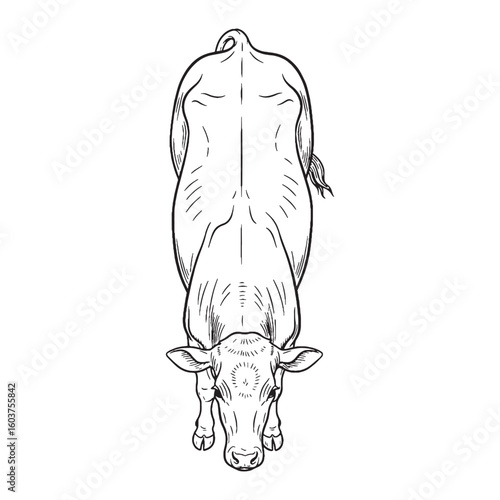 Robust Build Inherent Nature Soul - Cow vector - Cow Line art - Cow Drawing - Vector Lineart of Cow - cow logo - cow outline

