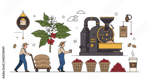 Harvesting roasting and brewing coffee beans from farm to cup with farmers and machinery