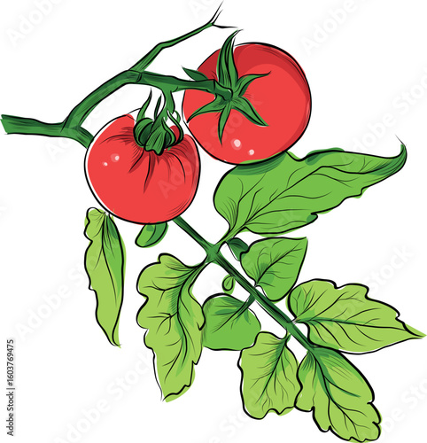 Tomato plant branch with ripe red fruits illustration