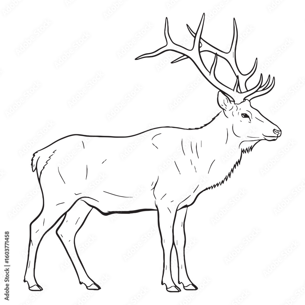Obraz premium Wild Elk True Identity Phase - Elk vector - Elk Line art - Elk Drawing - Vector Lineart of Elk - elk icon - outline of elk
