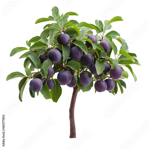 Plum Tree isolated on a transparent background
