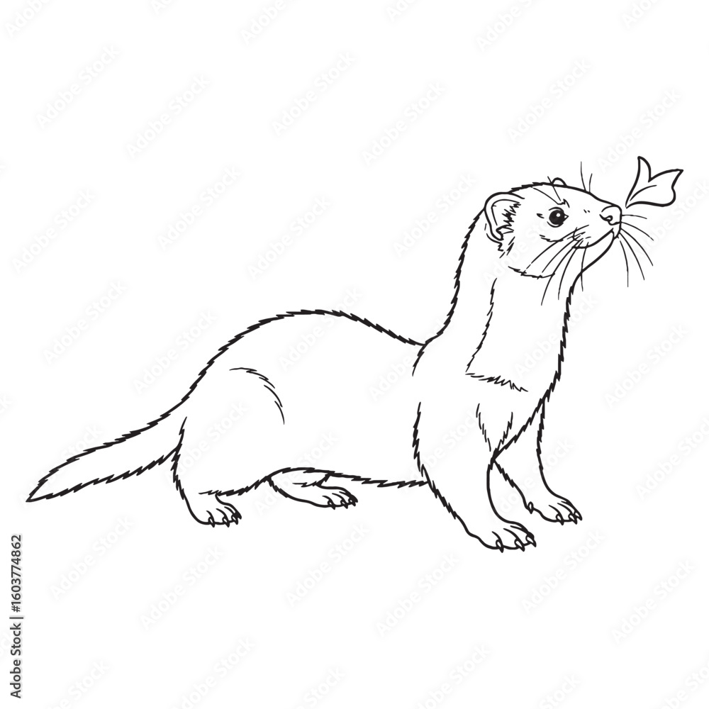 Obraz premium Lean-profile Ferret Wild Spirit Core - Ferret vector - Ferret Line art - Ferret Drawing - Vector Lineart of Ferret - ferret icon - outline of ferret