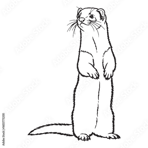 Tube-like Ferret Untamed Spirit Vision - Ferret vector - Ferret Line art - Ferret Drawing - Vector Lineart of Ferret - ferret logo - ferret outline

