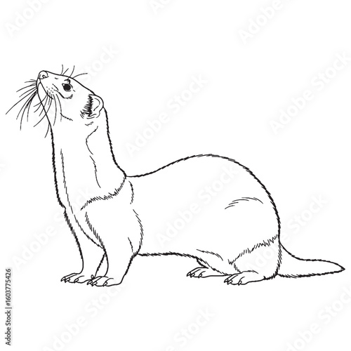 Domestic Ferret Silent Presence Air - Ferret vector - Ferret Line art - Ferret Drawing - Vector Lineart of Ferret - ferret logo - ferret outline

