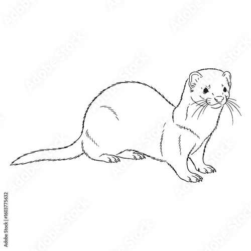 Playful Ferret Mustelid Creature Type - Ferret vector - Ferret Line art - Ferret Drawing - Vector Lineart of Ferret - ferret logo - ferret outline

