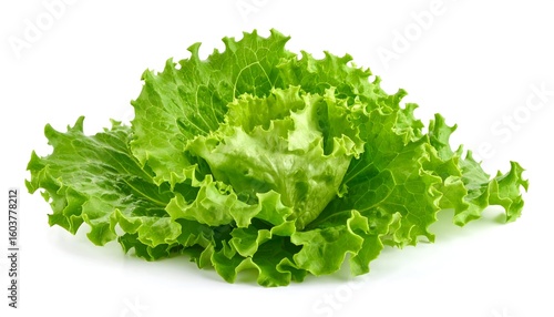 Fresh and vibrant head of green leaf lettuce on a clean white background