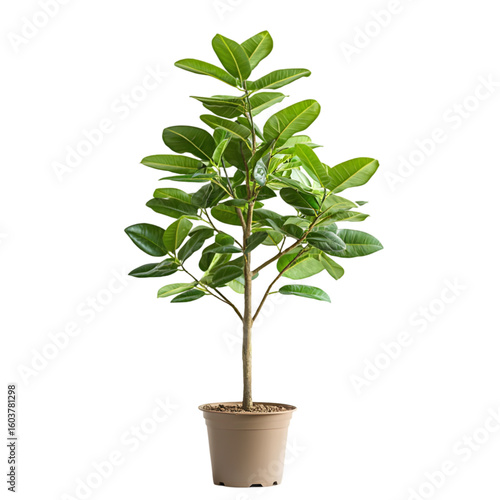 Rubber Tree isolated on a transparent background