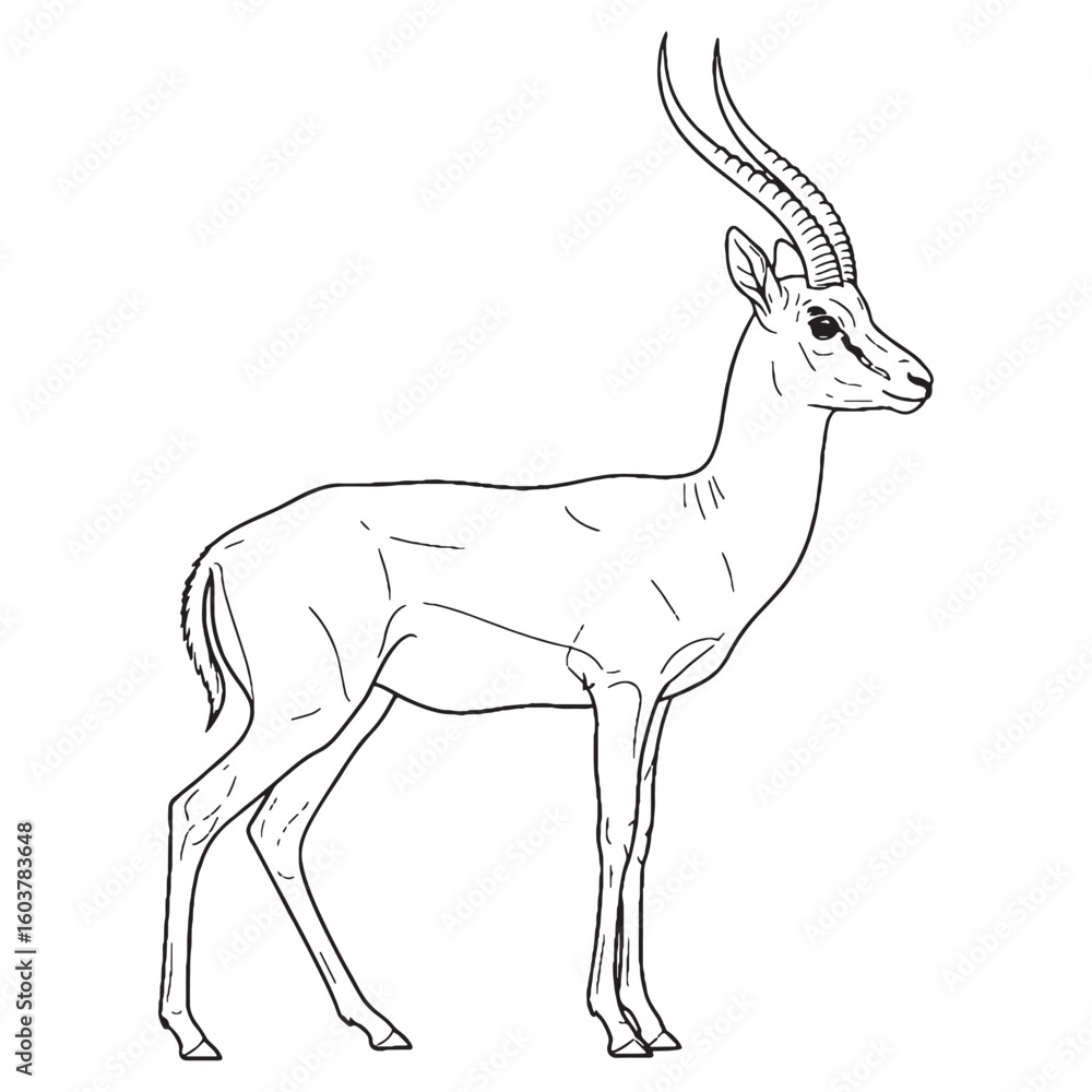 Obraz premium Springing Antelope Being Attribute - Gazelle vector - Gazelle Line art - Gazelle Drawing - Vector Lineart of Gazelle - gazelle icon - outline of gazelle