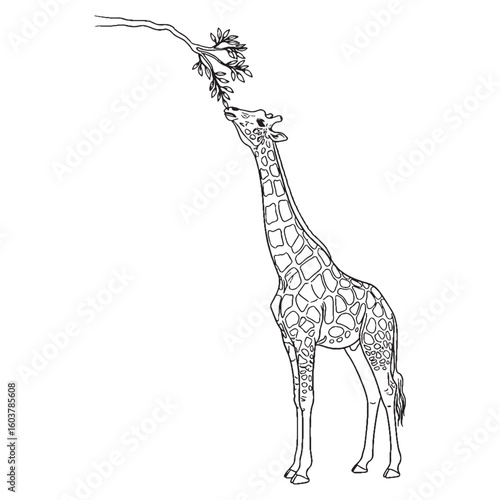 Serene Giraffe Defining Attribute Mark - Giraffe vector - Giraffe Line art - Giraffe Drawing - Vector Lineart of Giraffe - giraffe logo - giraffe outline

