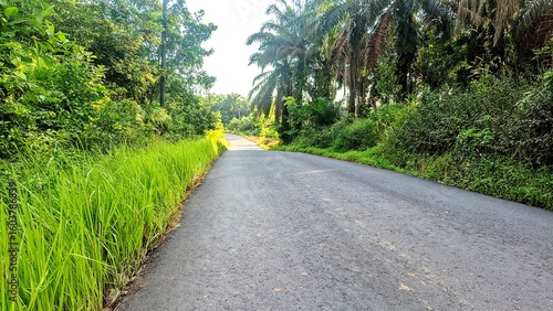Quiet rural road through dense green forest with tall palm trees and lush plants