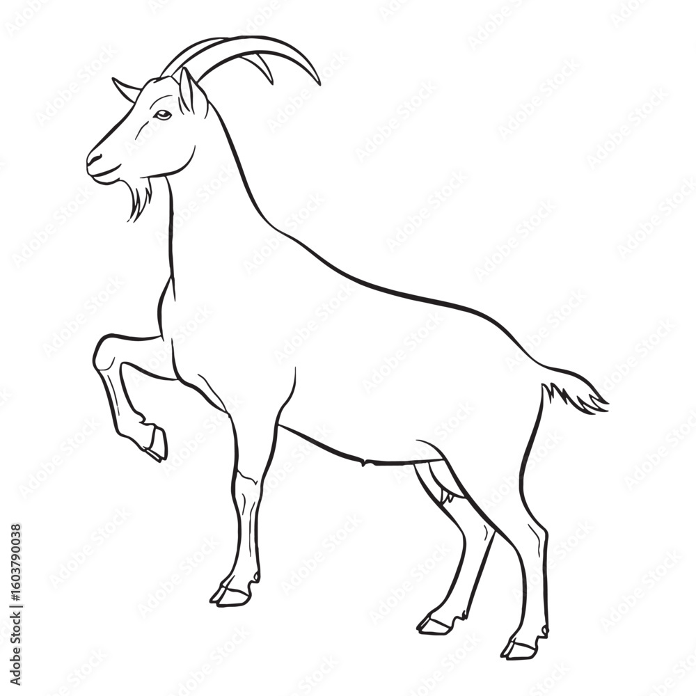 Fototapeta premium Full Goat Essential Nature Glimpse - Goat vector - Goat Line art - Goat Drawing - Vector Lineart of Goat - goat logo - goat outline