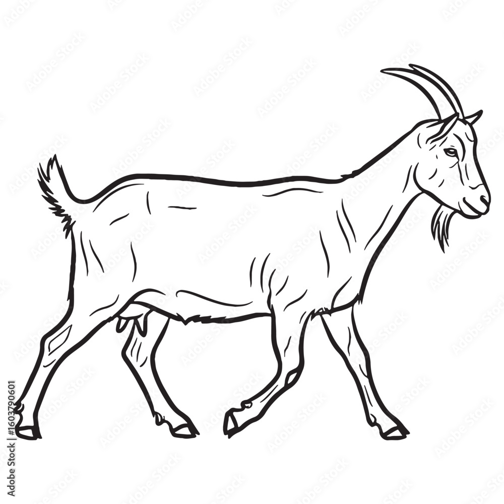 Fototapeta premium Farm Goat Silent Presence Air - Goat vector - Goat Line art - Goat Drawing - Vector Lineart of Goat - goat logo - goat outline