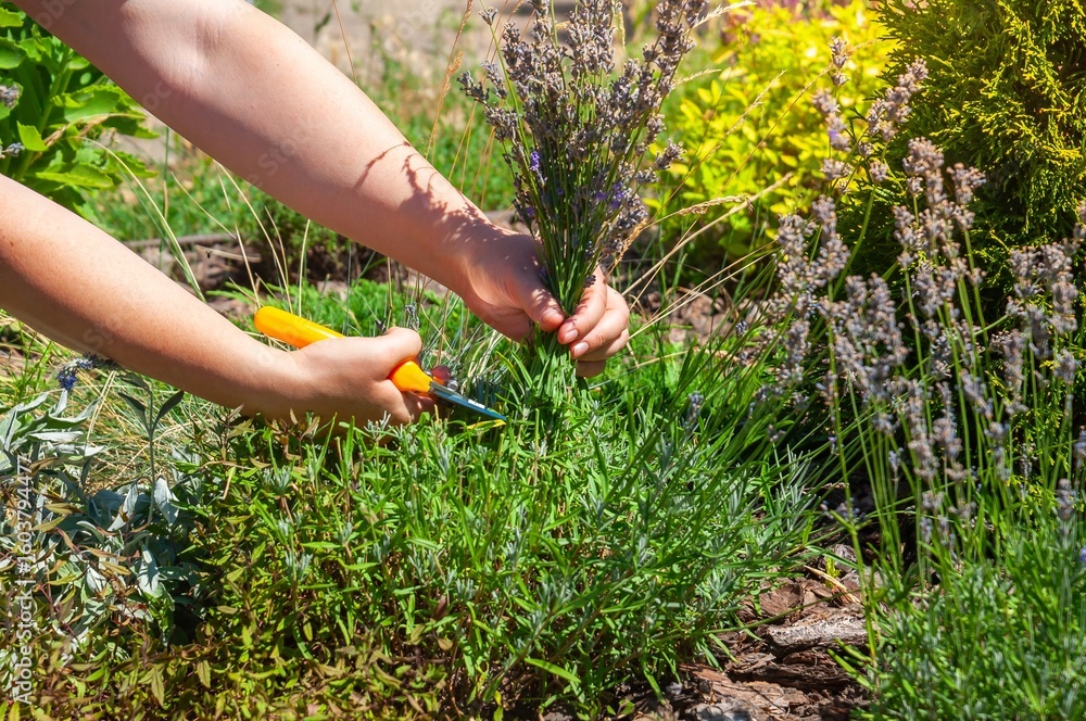 Fototapeta premium Hands cutting fresh lavender flowers in a sunny garden with yellow scissors.