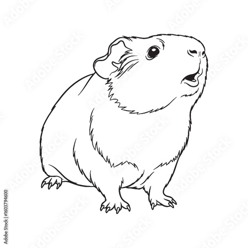 Key Guinea Pig Rare Trait Element - Guinea Pig vector - Guinea Pig Line art - Guinea Pig Drawing - Vector Lineart of Guinea Pig - guinea pig logo - guinea pig outline

