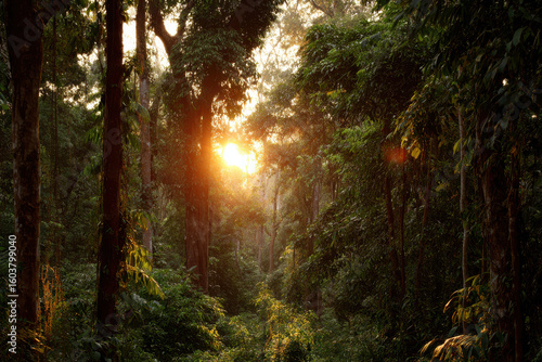 breathtaking sunset in brazilian rainforest showcasing ultrabright sky illuminating surroundings