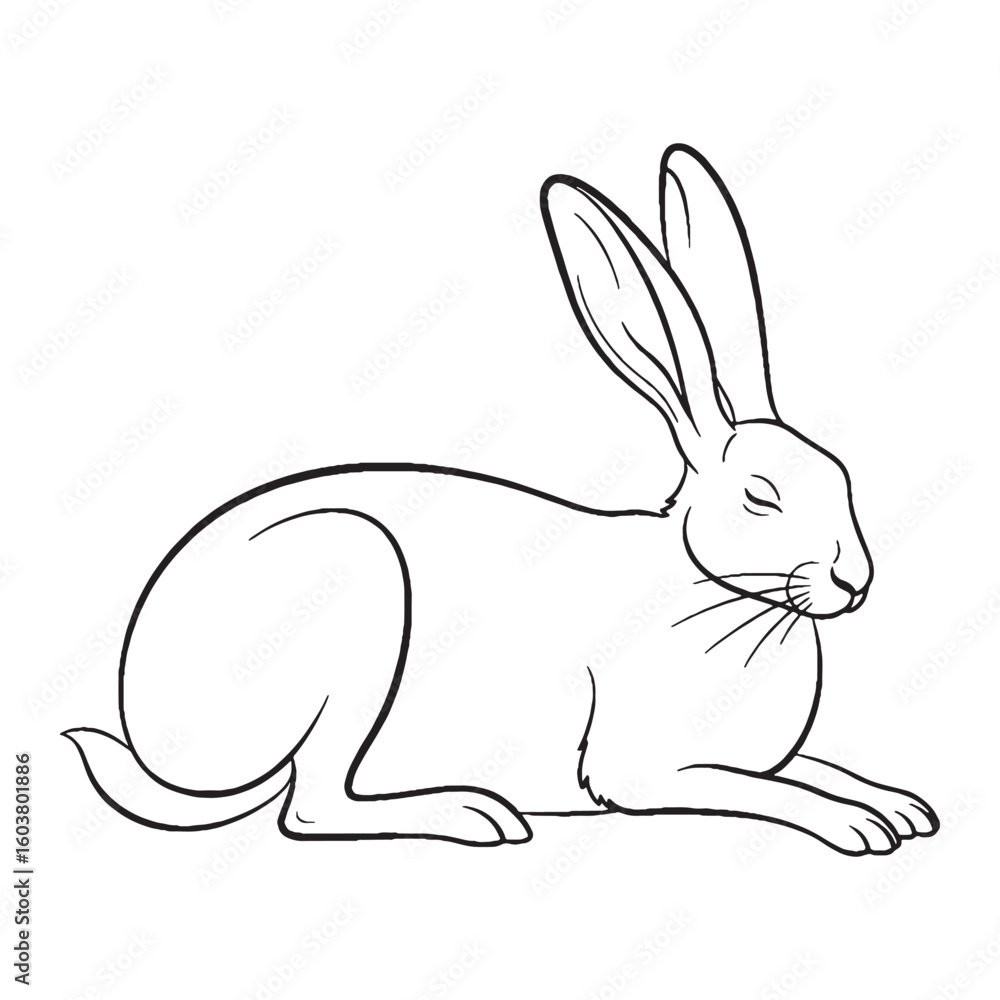 Obraz premium Agile Hare Body Anatomy Sketch - Hare vector - Hare Line art - Hare Drawing - Vector Lineart of Hare - Hare icon - outline of hare