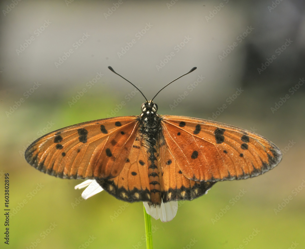 Obraz premium butterfly on a flower