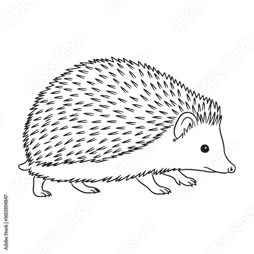 Small Erinaceidae Being Attribute - Hedgehog vector - Hedgehog Line art - Hedgehog Drawing - Vector Lineart of Hedgehog - Hedgehog icon - outline of hedgehog

