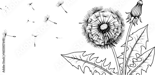 a black and white sketch of dandelion flowers with seeds blowing in the wind