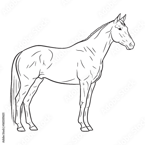 Central Horse Fundamental Qualities Zone - Horse vector - Horse Line art - Horse Drawing - Vector Lineart of Horse - Horse illustration - vector of horse

