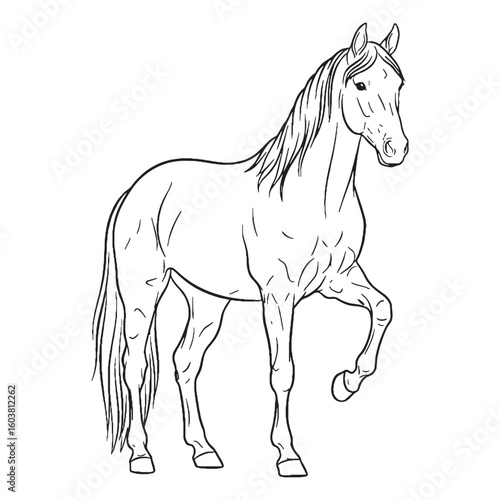 Gallant Horse Equine Companion Type - Horse vector - Horse Line art - Horse Drawing - Vector Lineart of Horse - Horse illustration - vector of horse

