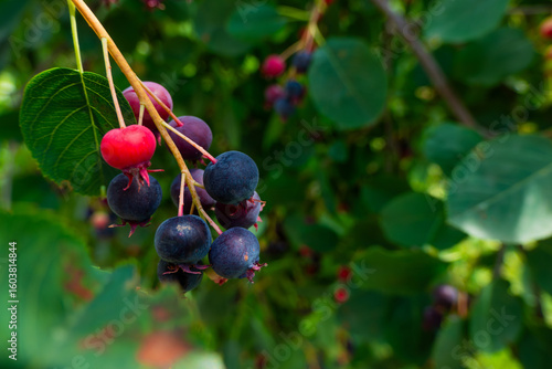 Irga or Shadbush or Amelanchier or serviceberry is genus of plants of tribe apple - Maleae - of pink family - Rosaceae -, deciduous shrub or small tree. Ripe berry on tre