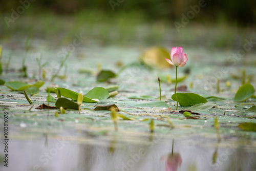 Fototapeta Pink Water Lily Blooming in Wetland Morning