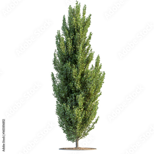 Hybrid Poplar Tree isolated on a transparent background