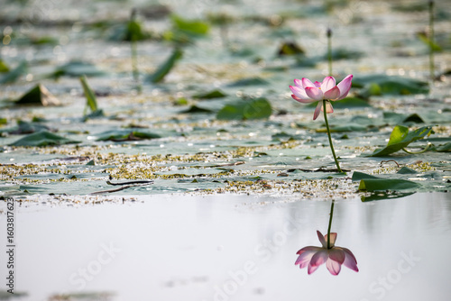 Obraz na plátně Water Lily Opens Gently in Morning Light