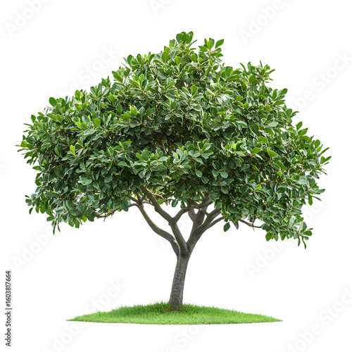Indian Laurel Tree isolated on a transparent background
