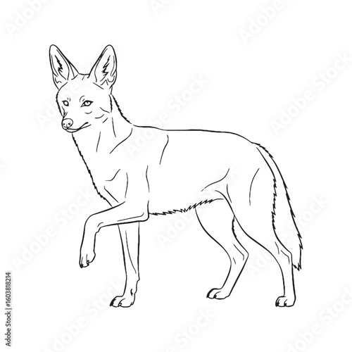 Acute Jackal Sensory Head Features - Jackal vector - Jackal Line art - Jackal Drawing - Vector Lineart of Jackal - Jackal illustration - its prominent auditory defining aspects

