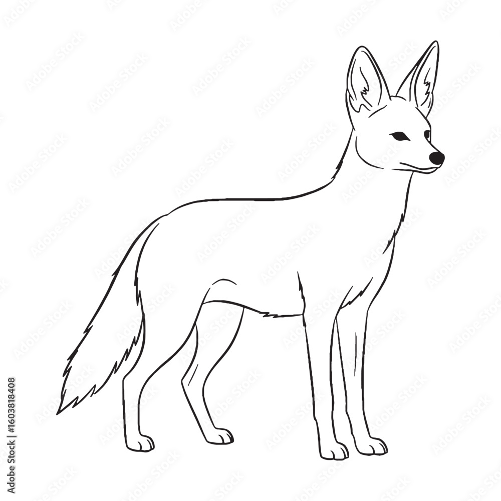 Obraz premium Total Jackal Physical Makeup Model - Jackal vector - Jackal Line art - Jackal Drawing - Vector Lineart of Jackal - Jackal icon - its profound core physical fixed form