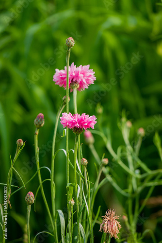 Wallpaper Mural Delicate pink blossoms stand tall against vibrant green foliage, basking in warm sunlight Torontodigital.ca