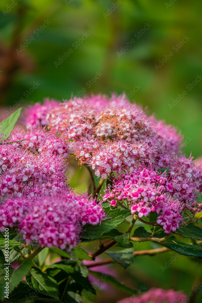 Fototapeta premium Vibrant clusters of pink blossoms adorn the garden, showcasing nature's beauty in full bloom