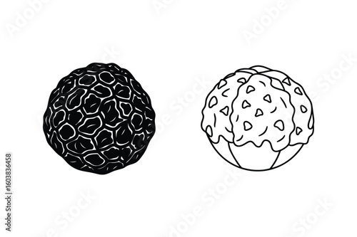 Black and white truffle illustration mushroom food