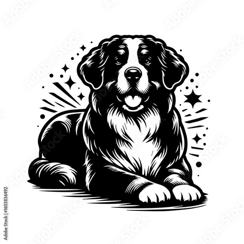 Friendly black and white vector illustration of a bernese mountain dog