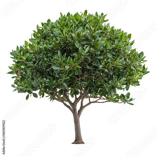 Bay Laurel Tree isolated on a transparent background 
