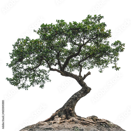 Camphor Tree isolated on a transparent background 