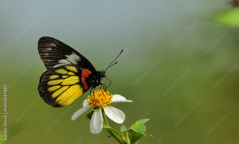 Fototapeta premium butterfly on flower
