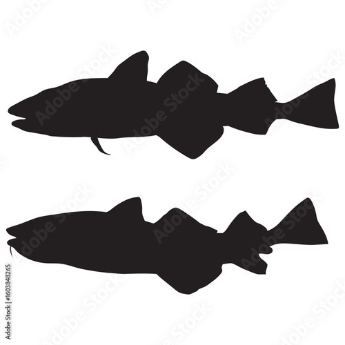 Atlantic cod fresh, Gadus morhua, fish of Greenland, cod fish vector 