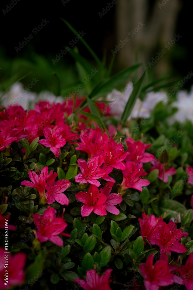 Naklejka premium Close-Up of Pink Japanese Azalea Flower in Bloom