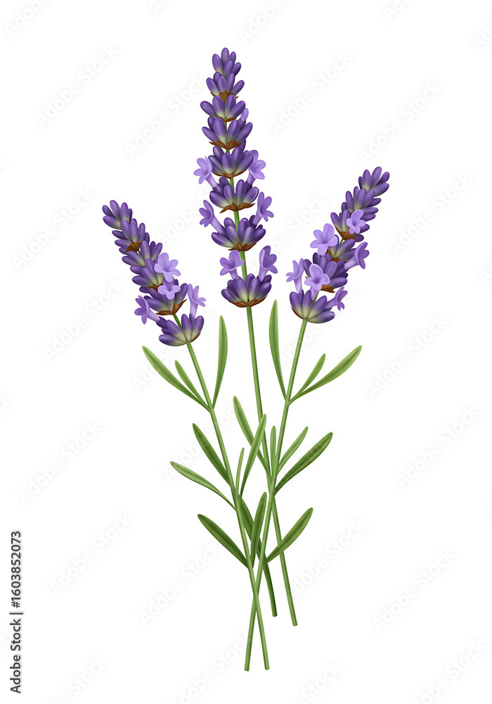 Fototapeta premium Lavender Flowers Botanical Illustration