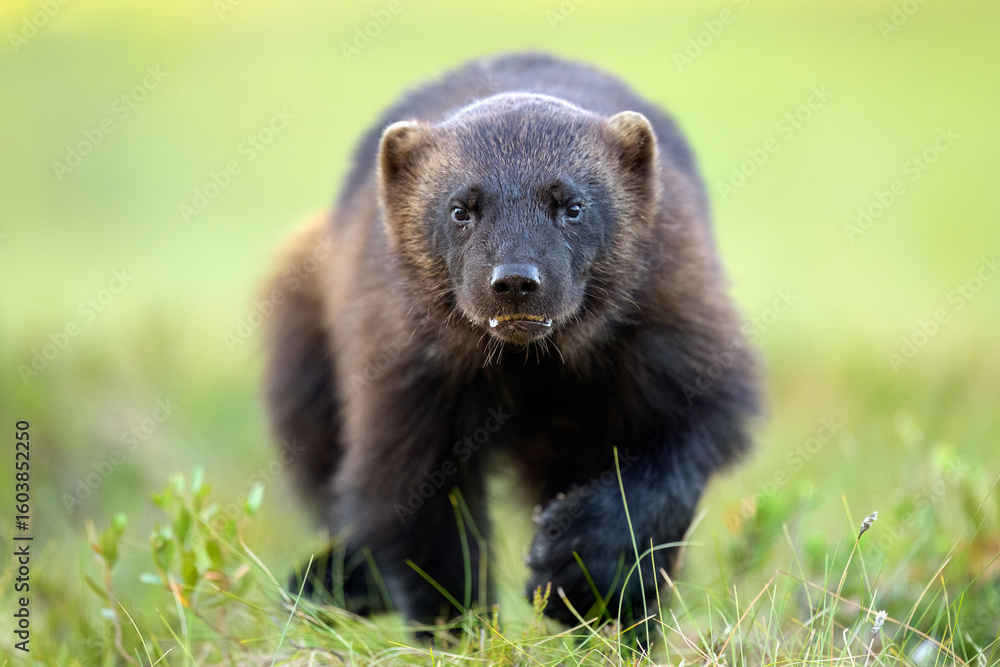Fototapeta premium Wolverine close-up running towards camera in the wild