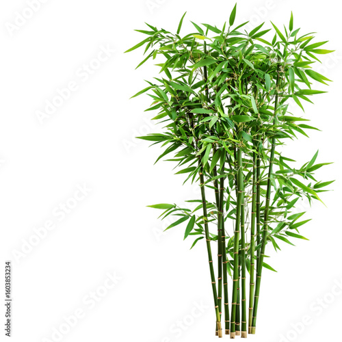 Bamboo Tree isolated on a transparent background