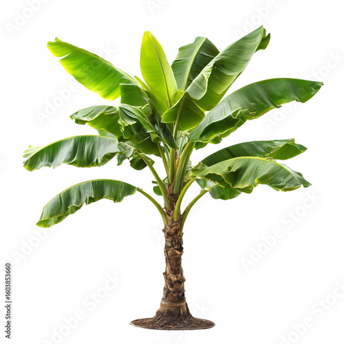 Banana Tree isolated on a transparent background