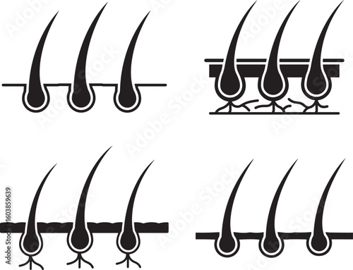 Four stages of hair growth and follicle health silhouette