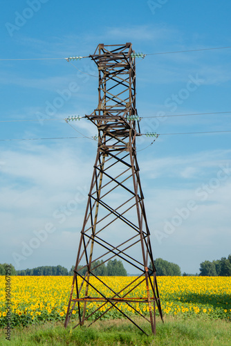 Electricity tower standing in a field of sunflowers against a clear sky