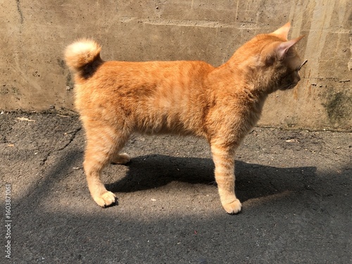 Fotografie Orange Manx Cat Standing on Pavement in Sunlight