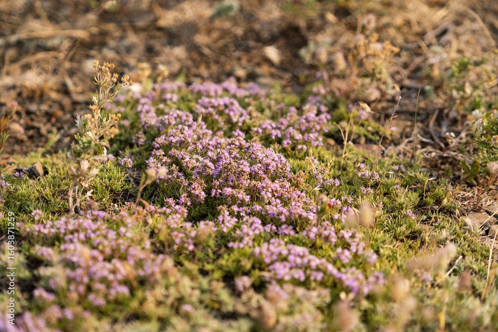 Obraz premium Close-up of wild Thymus serpyllum and dry grass in soft sunlight, thyme flowers in midsummer, phytotherapy, herbal medicine, drug plant, flowers, herbalism concept, selected focus