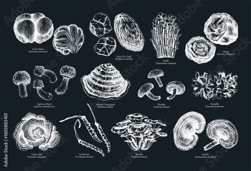 Medicinal Mushroom Hand Drawn Vector Illustrations Set. Healing plants drawings. Alternative medicine sketches. NOT AI generated